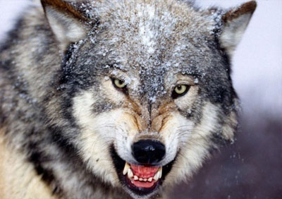 П.Yйтүмэн: Чоно хөөсөн шөнө